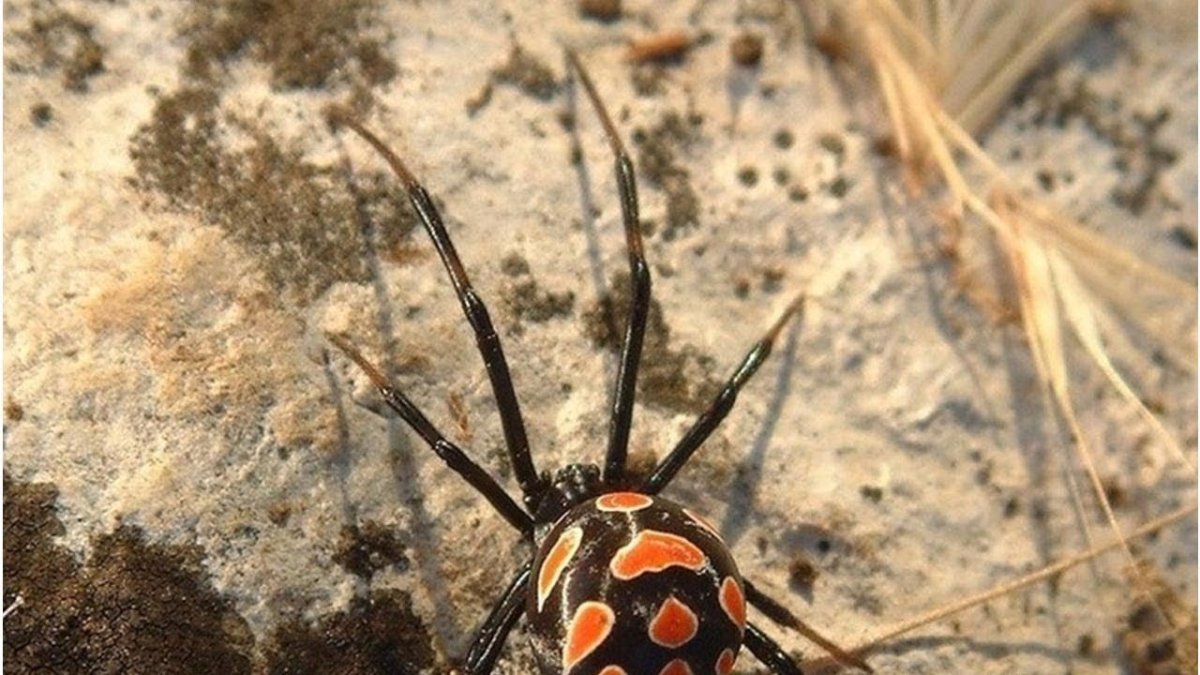 Пауки Казахстана