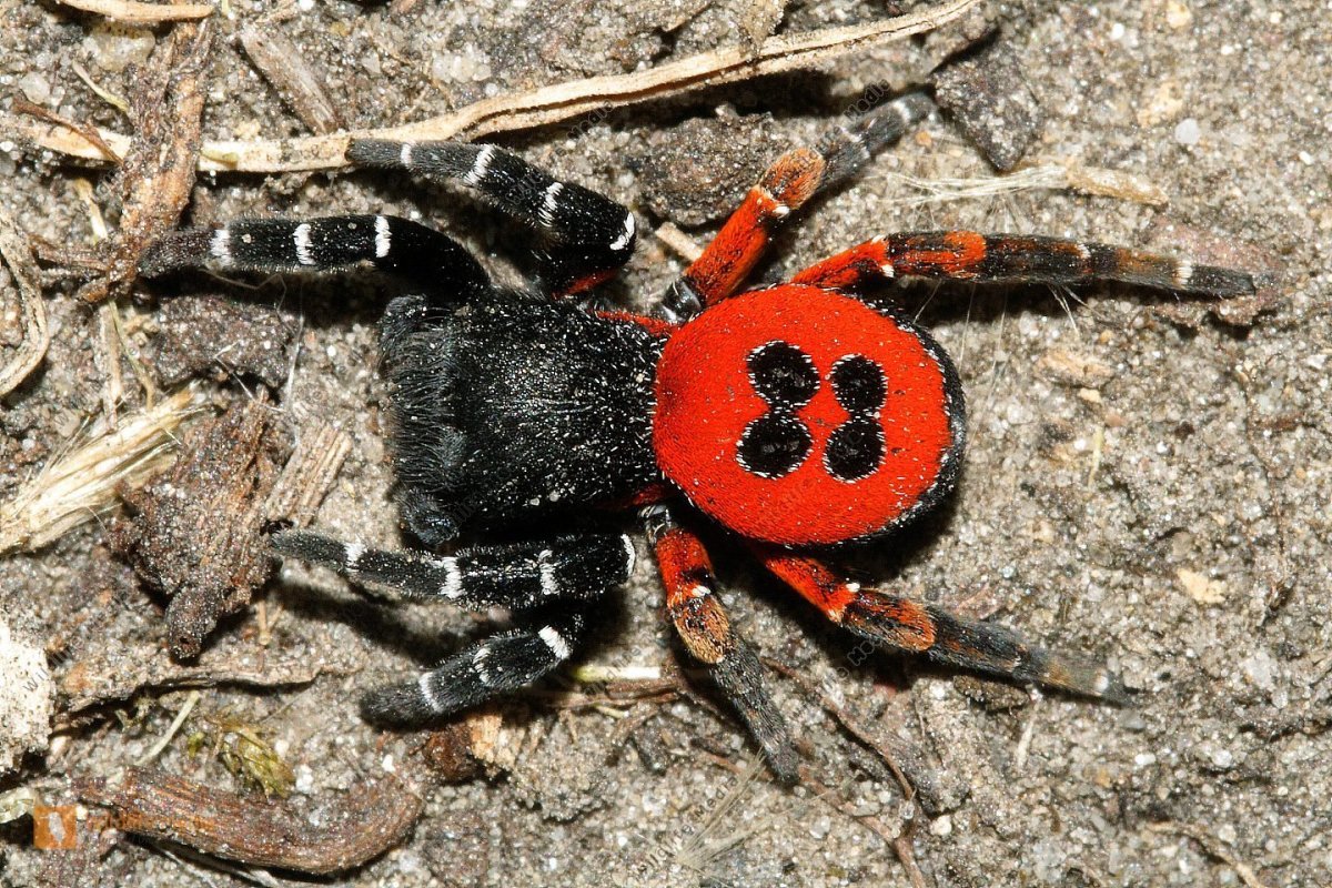 Паук крестовик Каракурт