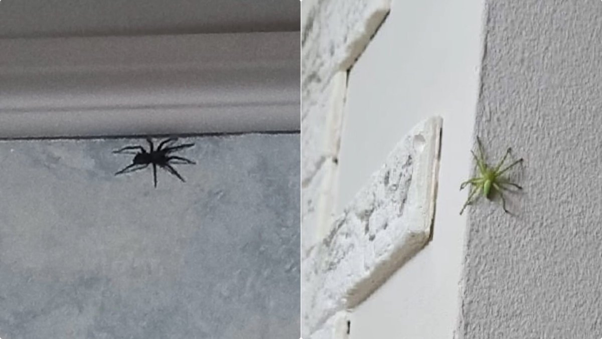 Паук Аргиопа Брюнниха ядовитая