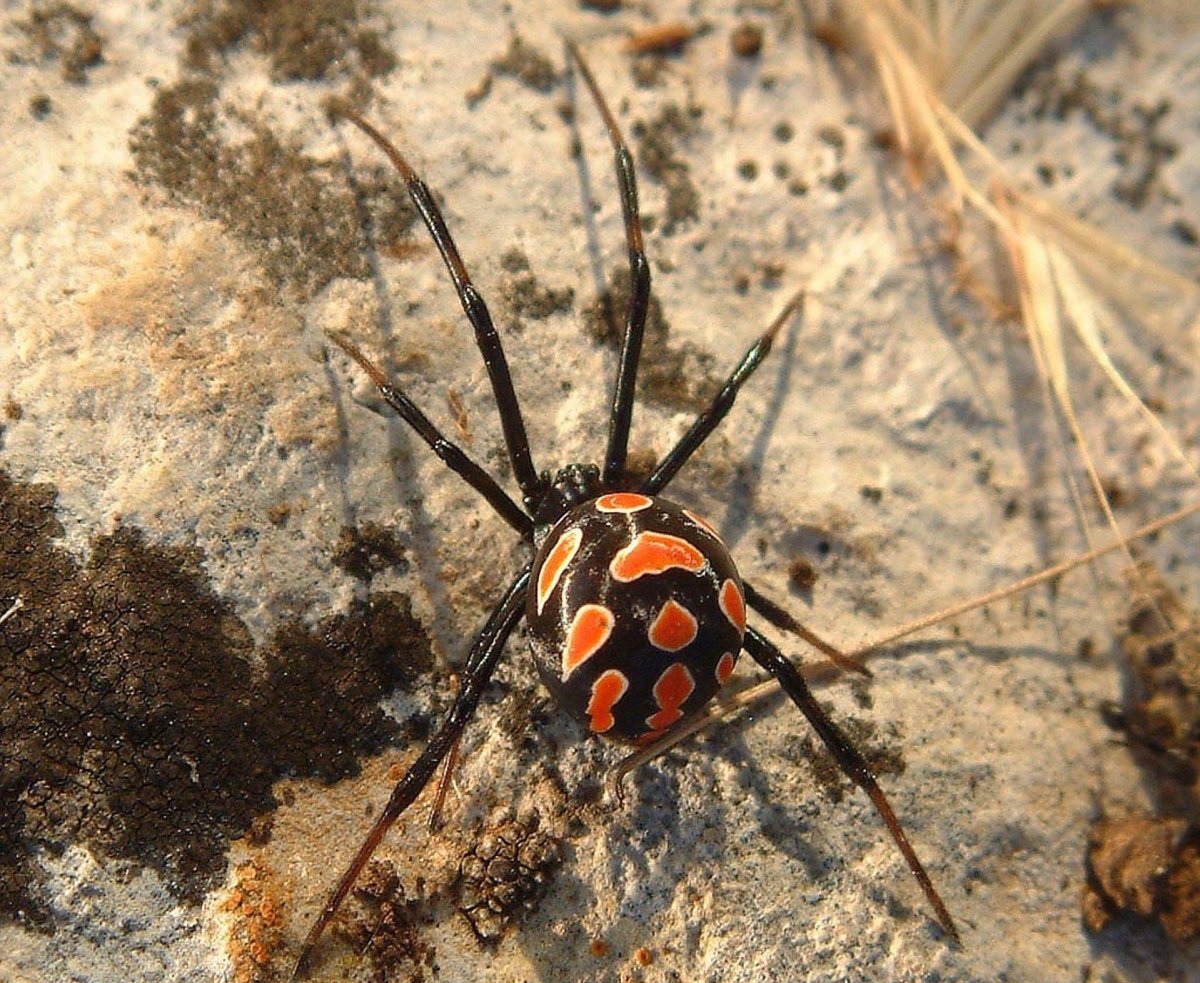 Насекомые Тамбовской области