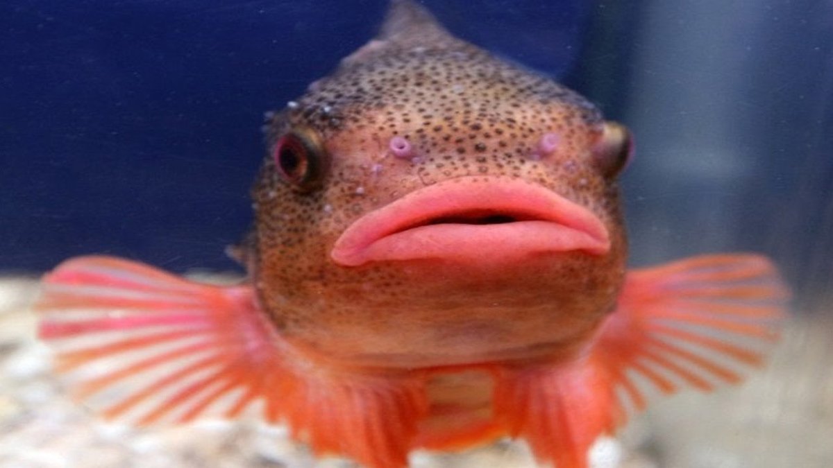 Самые смешные рыбы