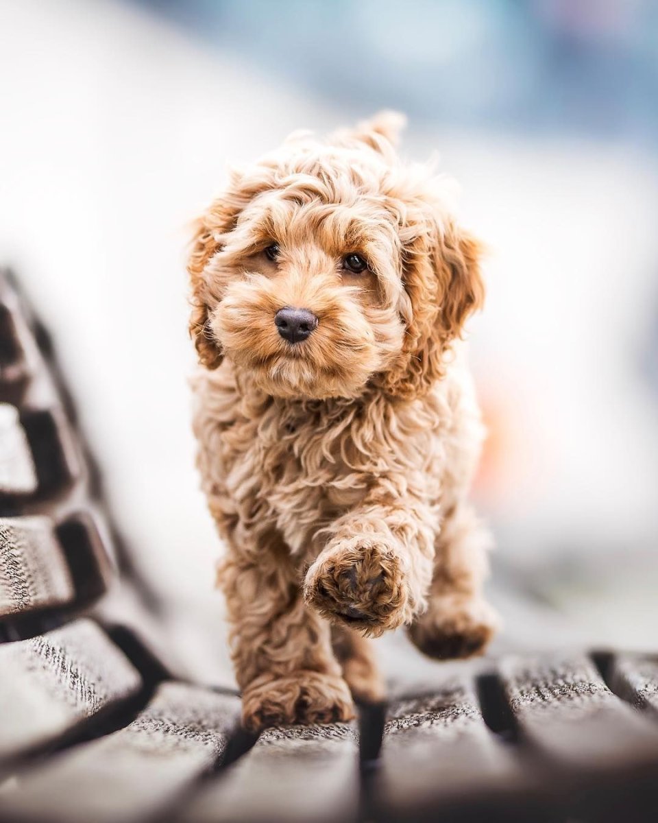 Лабрадудль и пудель вместе фото