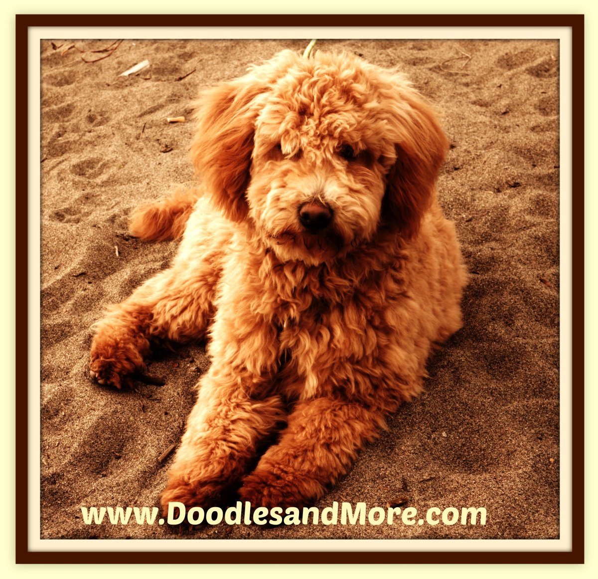 Кокапу с человеком