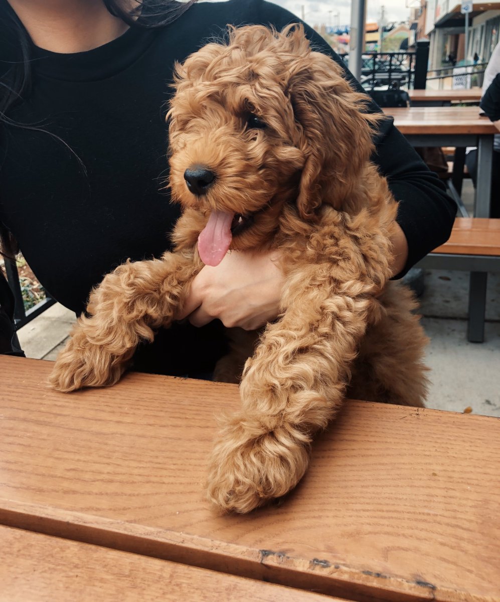 Голдендудль большой