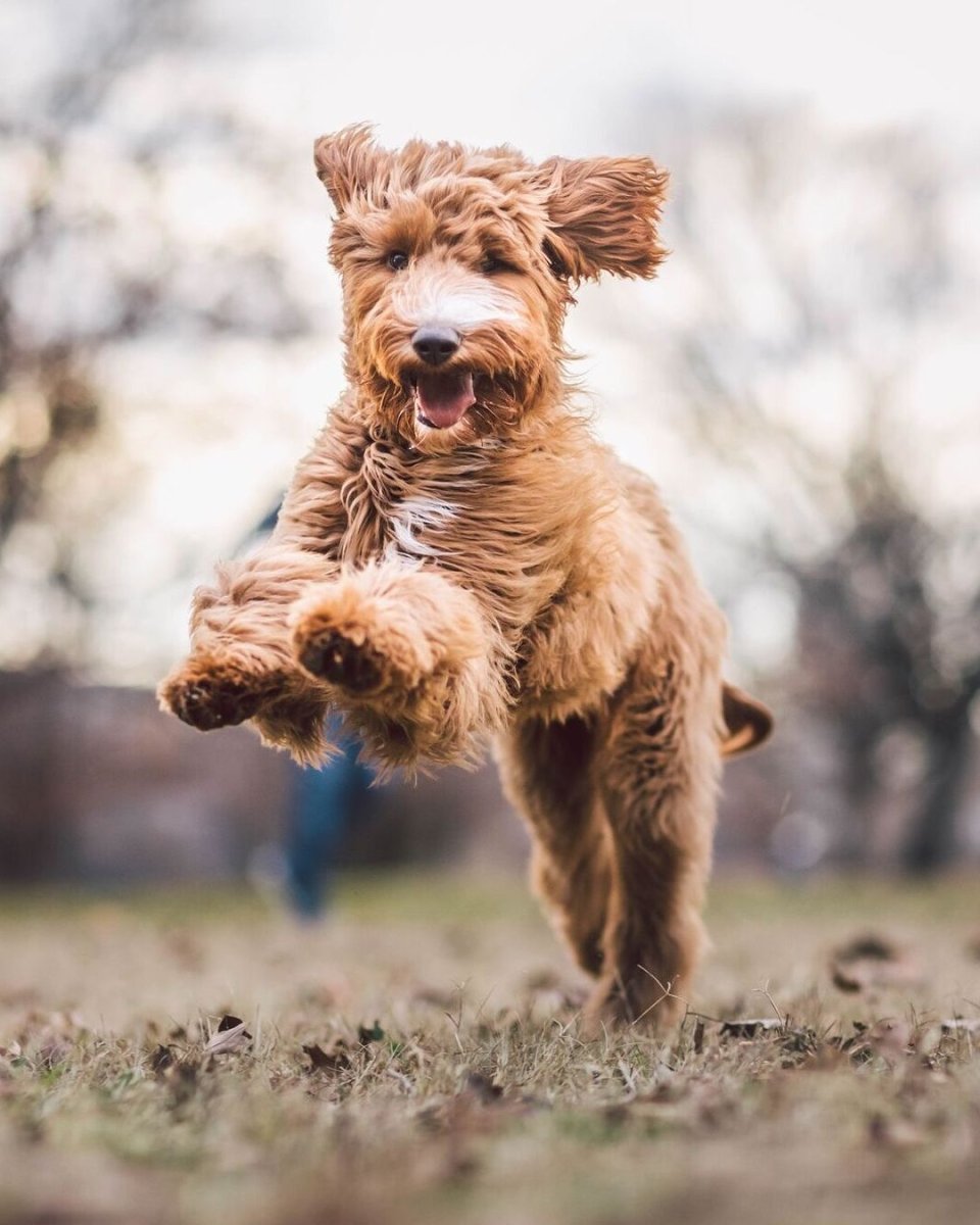 Лабрадудль груминг