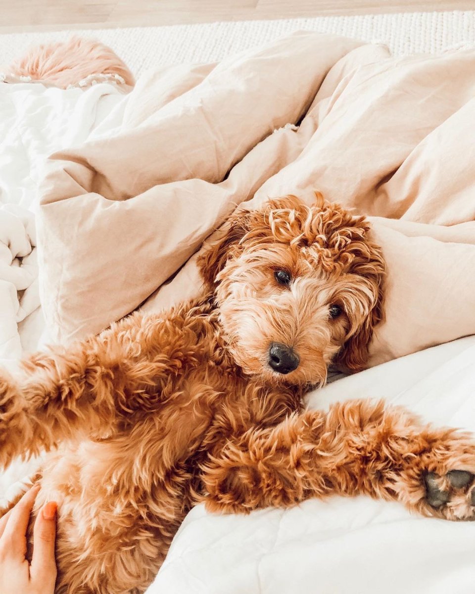 Labradoodle vs Goldendoodle