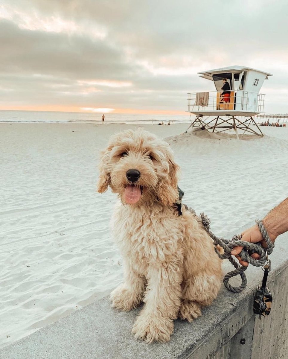 Мохнатый гигант