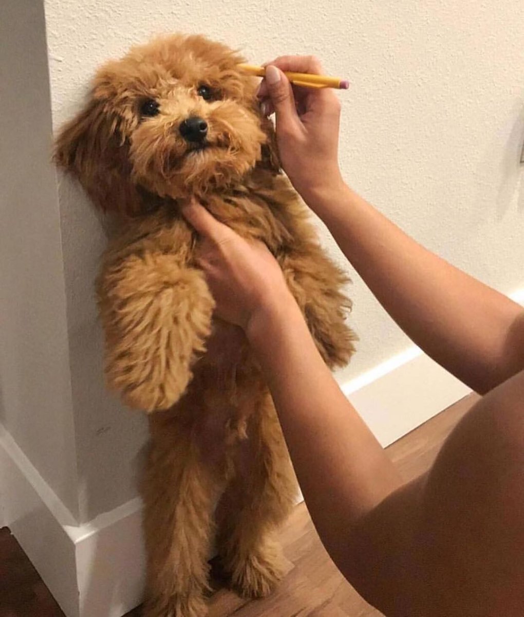 Манипу собака