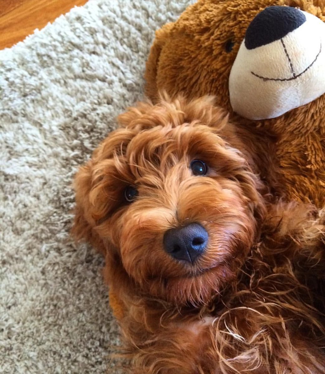 Собака Софочка