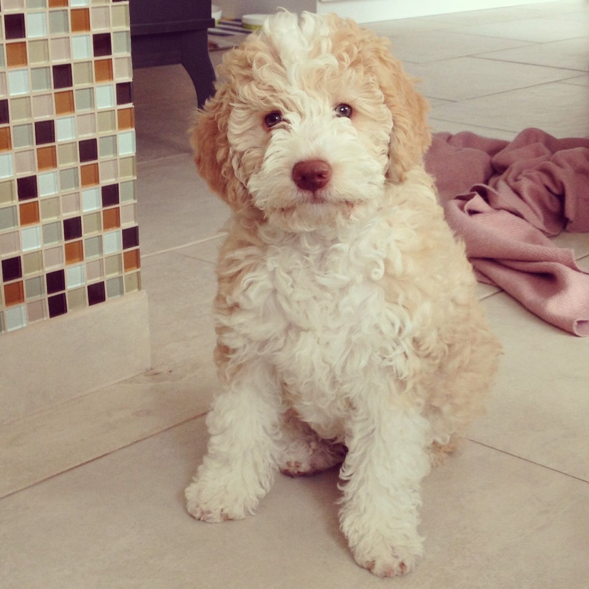 Порода шпион