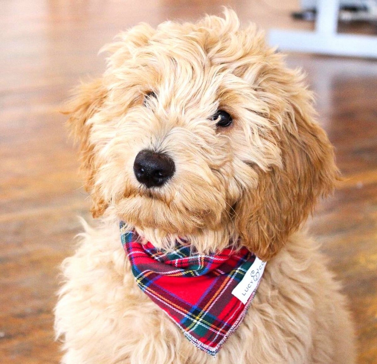 Голдендудль мини