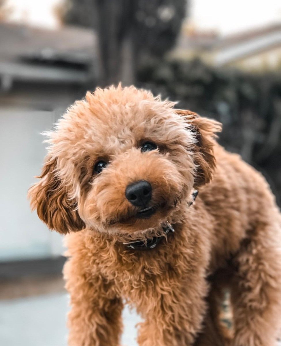 Лабрадудль гипоаллергенный