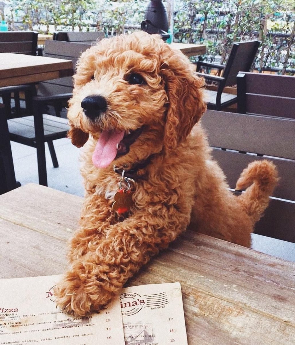 Лабрадудль миниатюрный цена