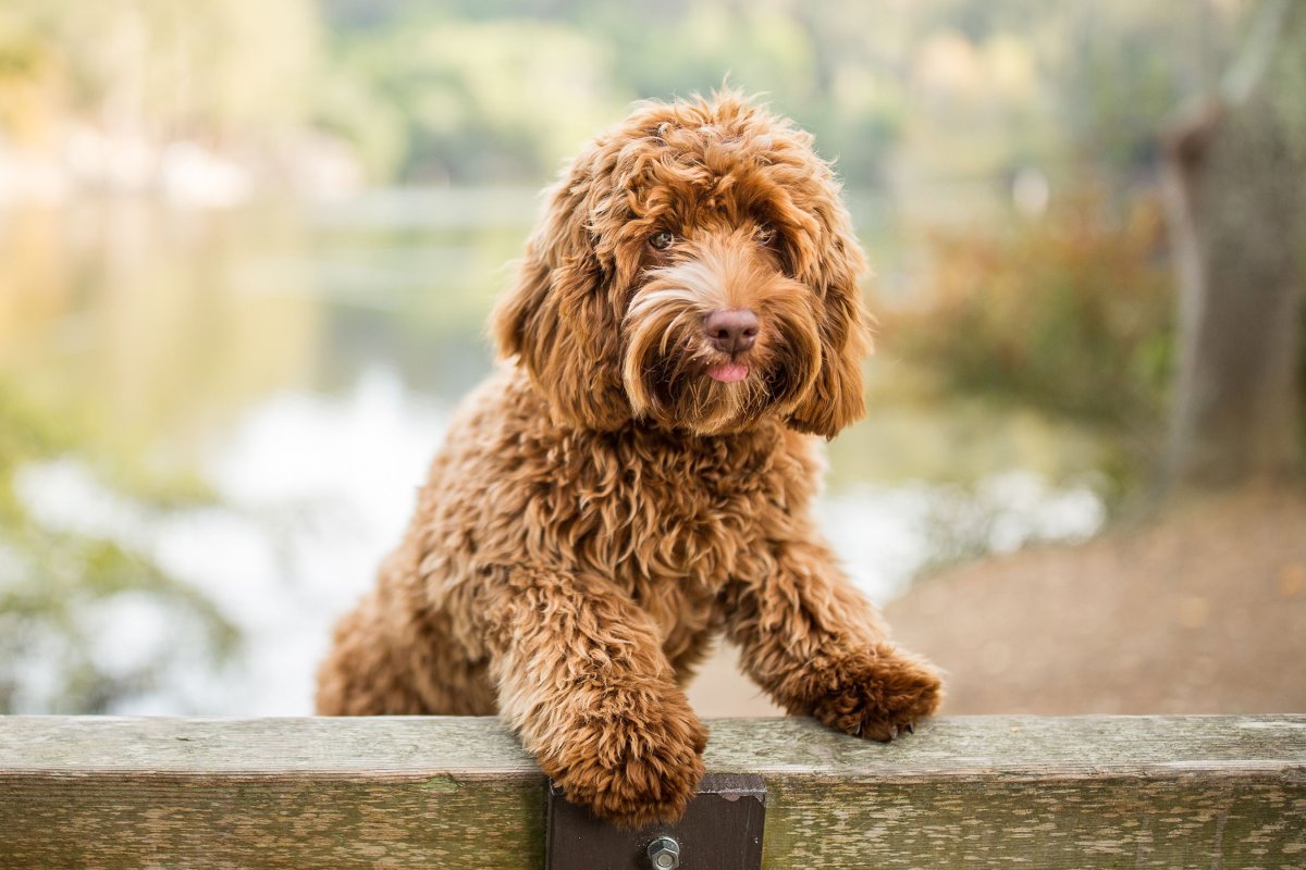 Голдендудль заросший