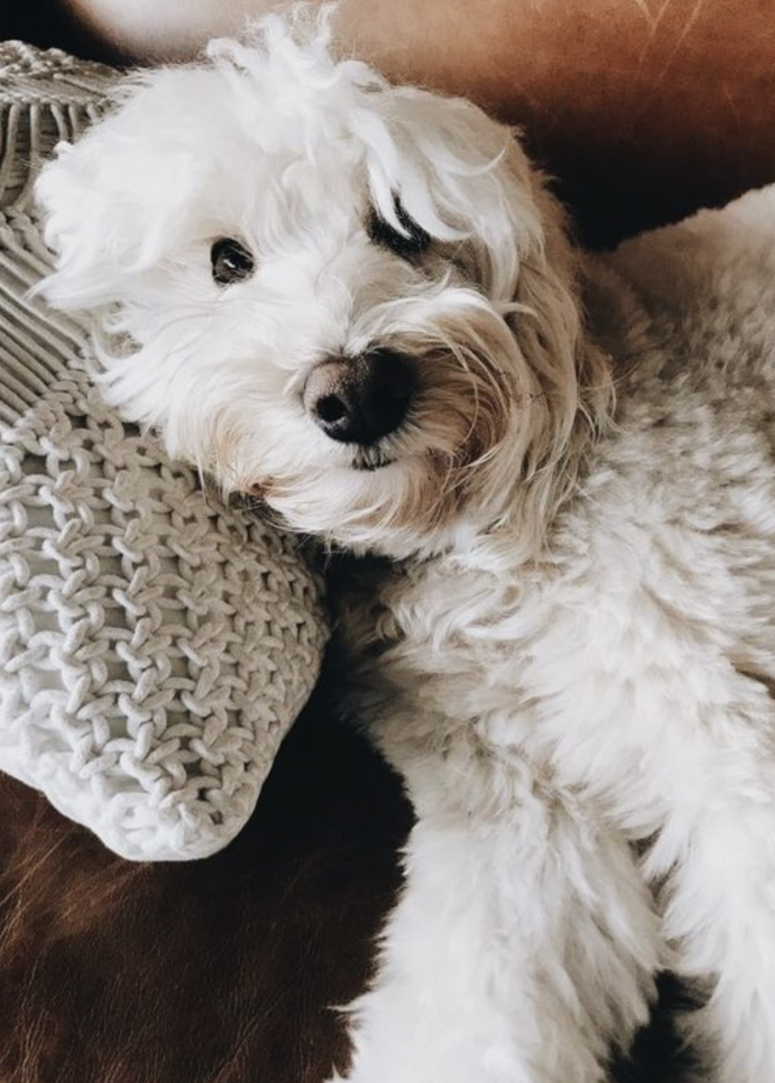 Пудель мальтипу рыжие