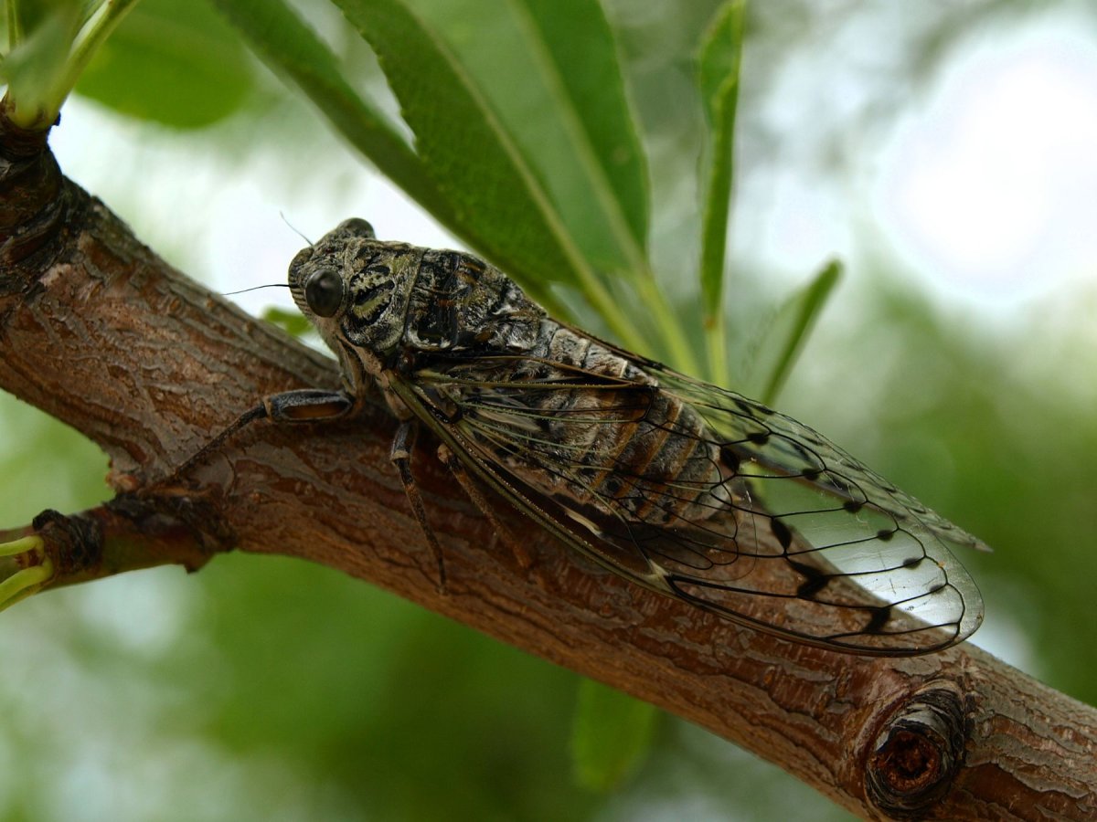 Цикада Крымская