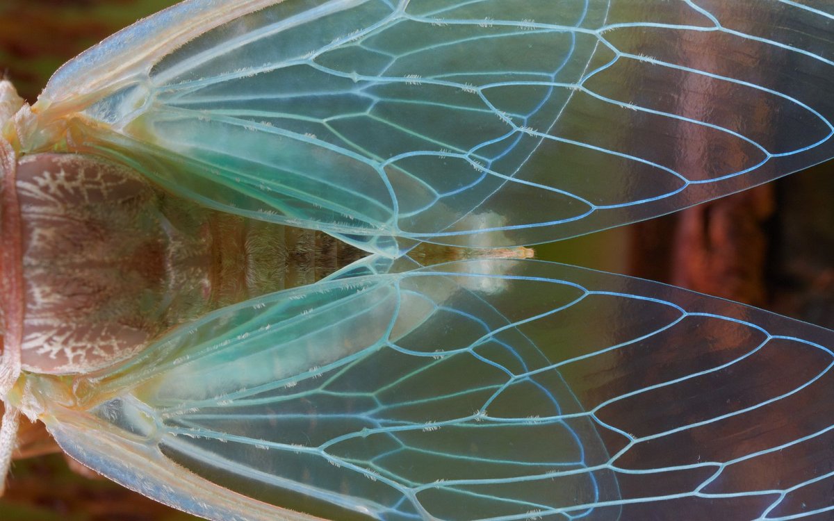 Цикада с голубыми крыльями