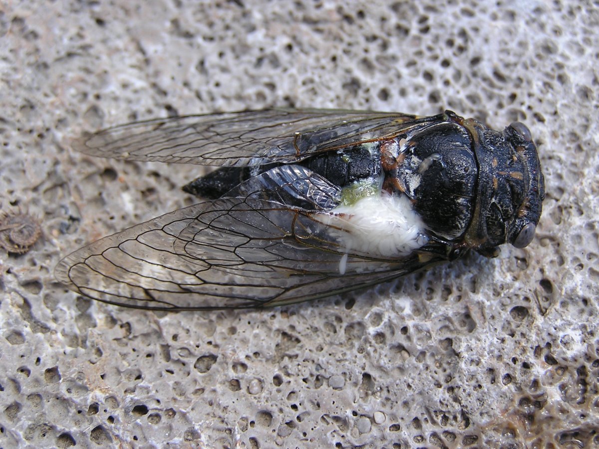 Цикады на Кипре