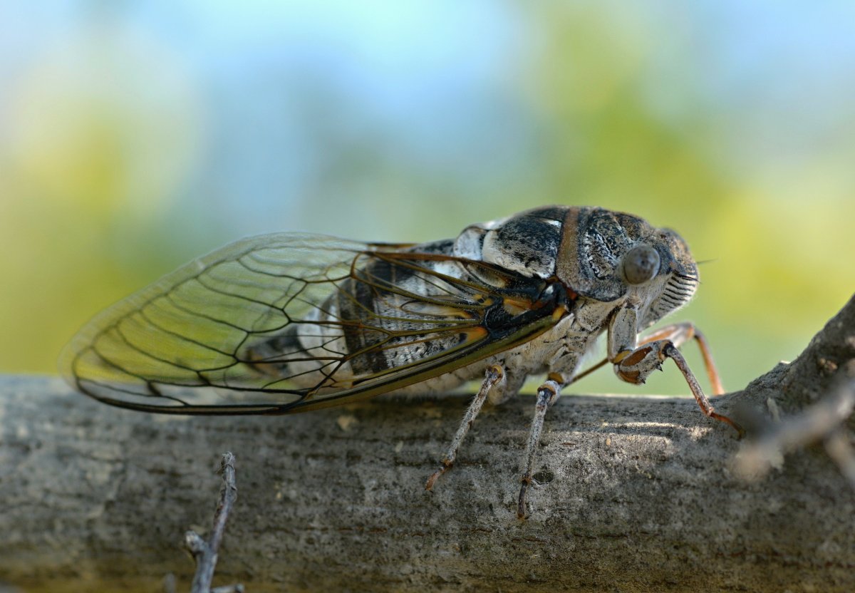 Цикада обыкновенная Lyristes plebejus