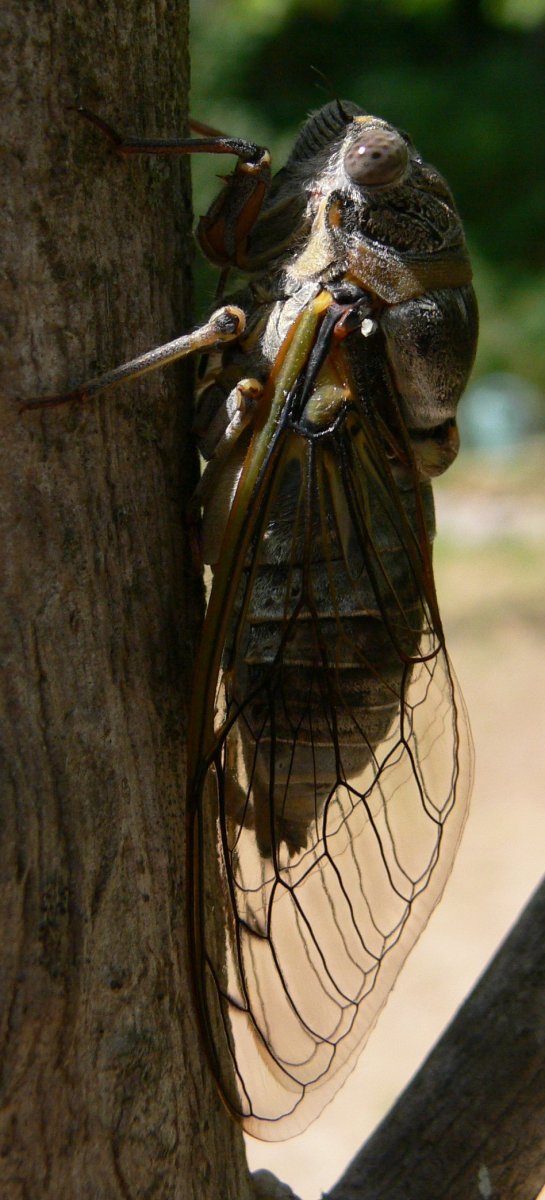 Цикада и Саранча