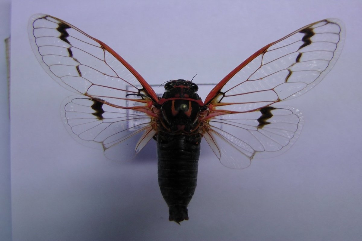 Цикады в Японии