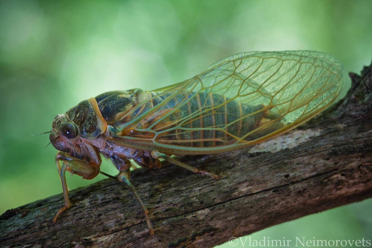 Цикада обыкновенная