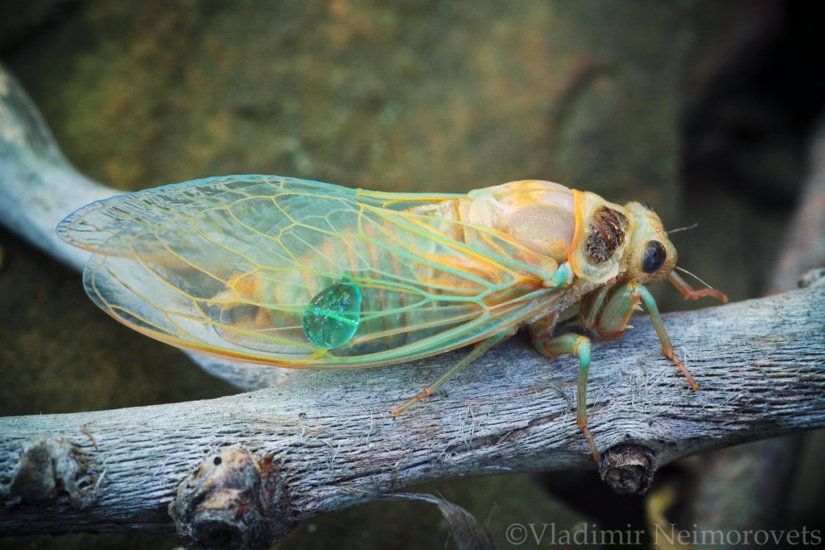 Цикады Утриш