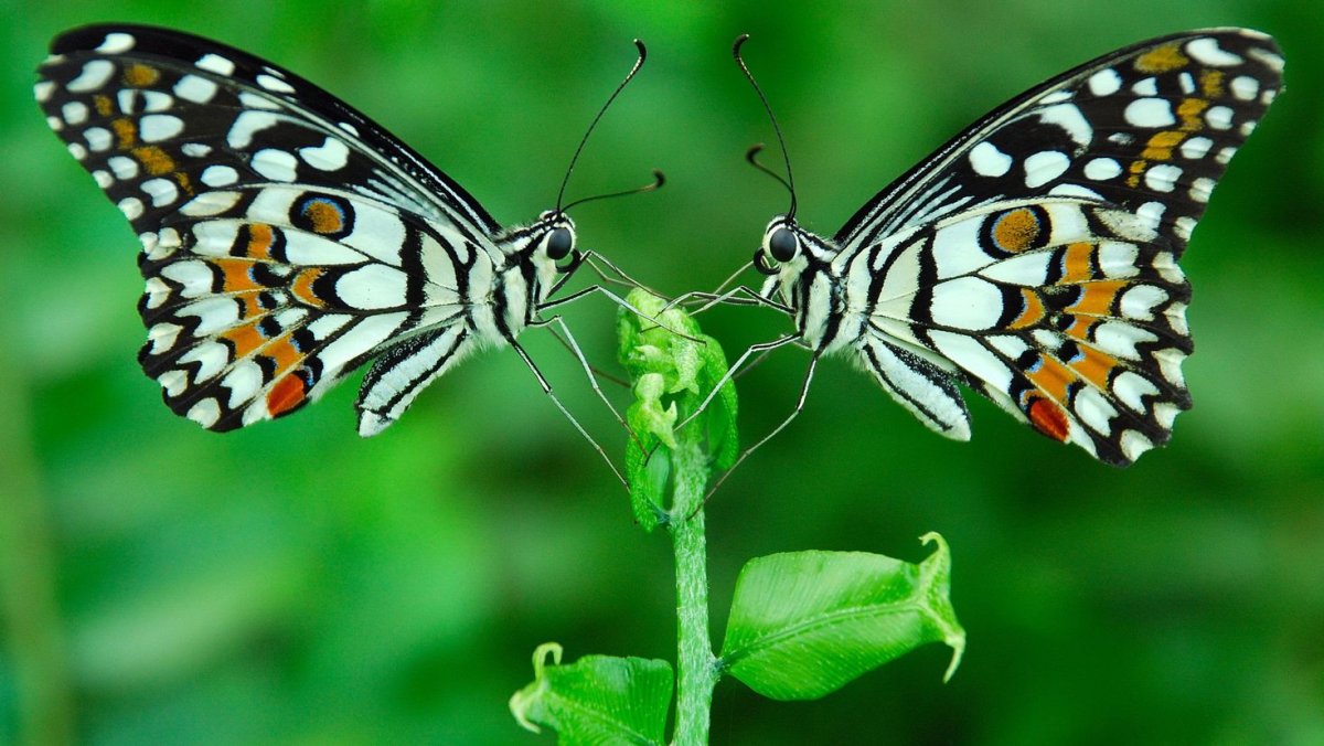 Бабочка парусник Румянцева