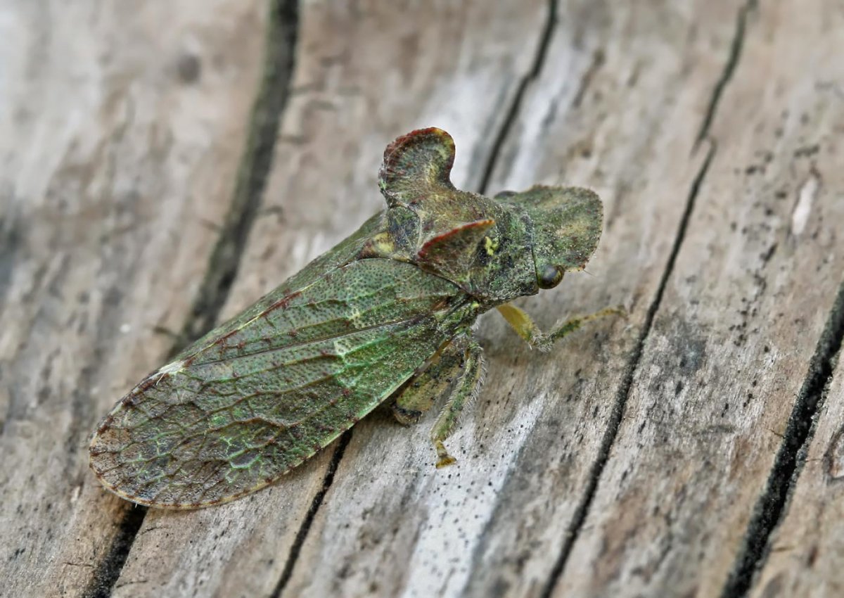 Цикада на рабочий стол