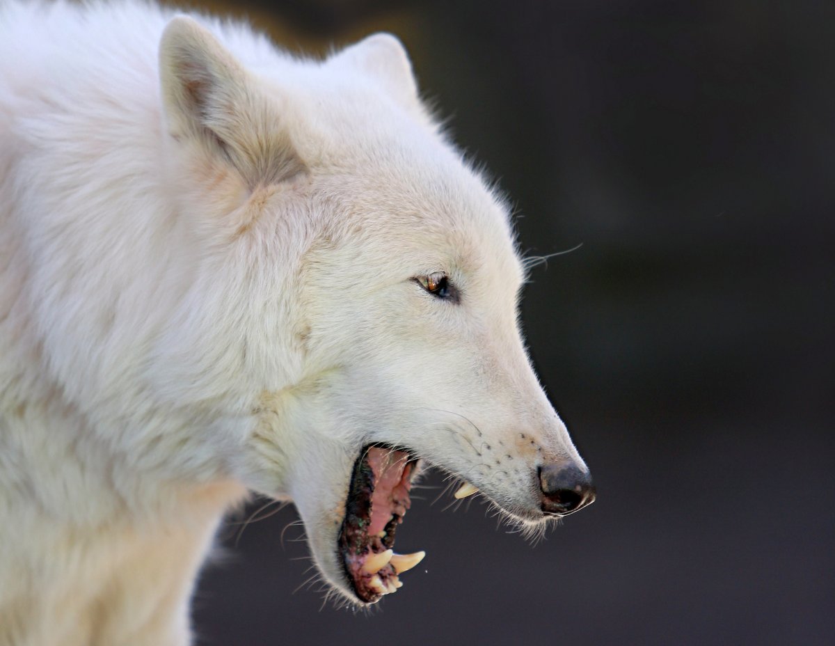 Волчий оскал