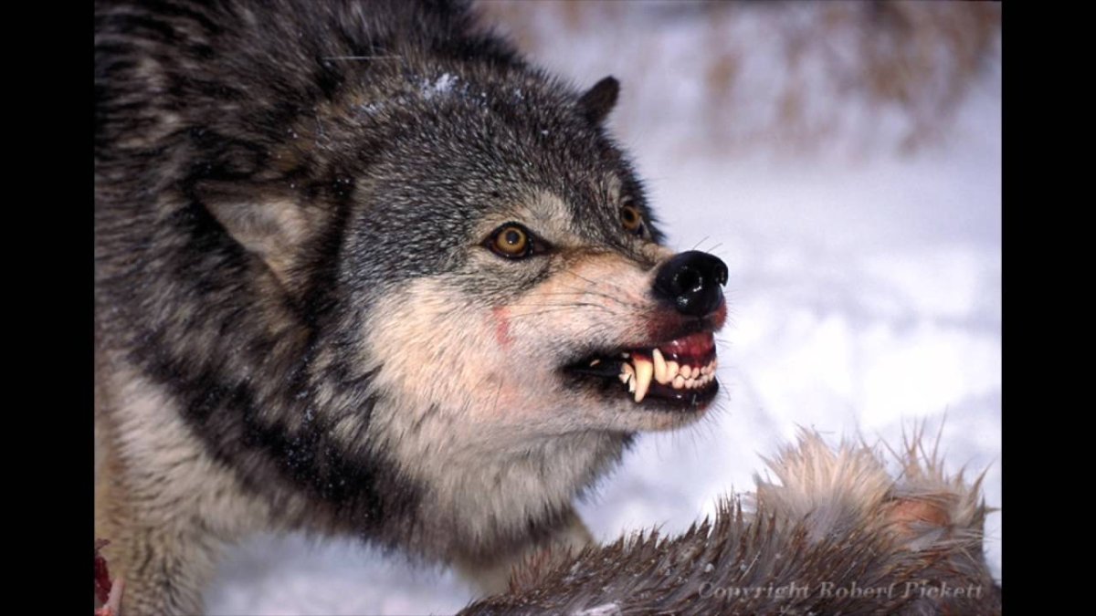 Волк скалит зубы референс