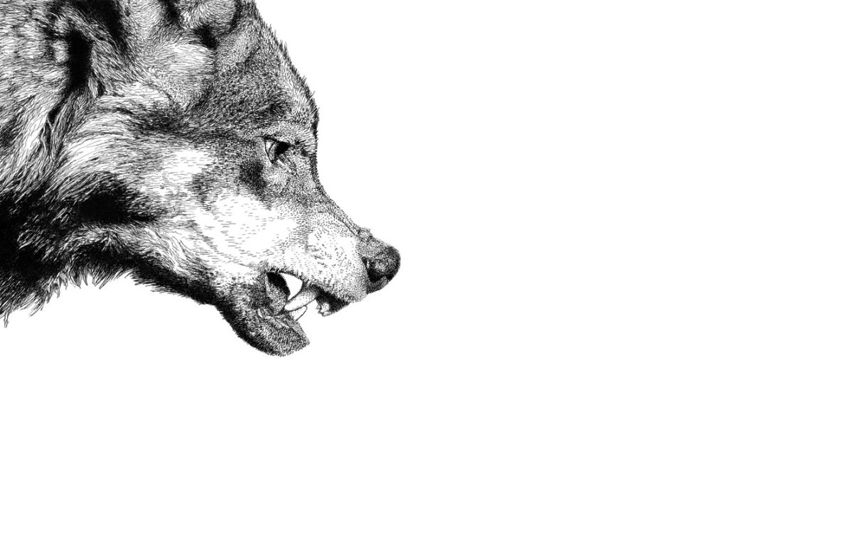 Обои на рабочий стол волк