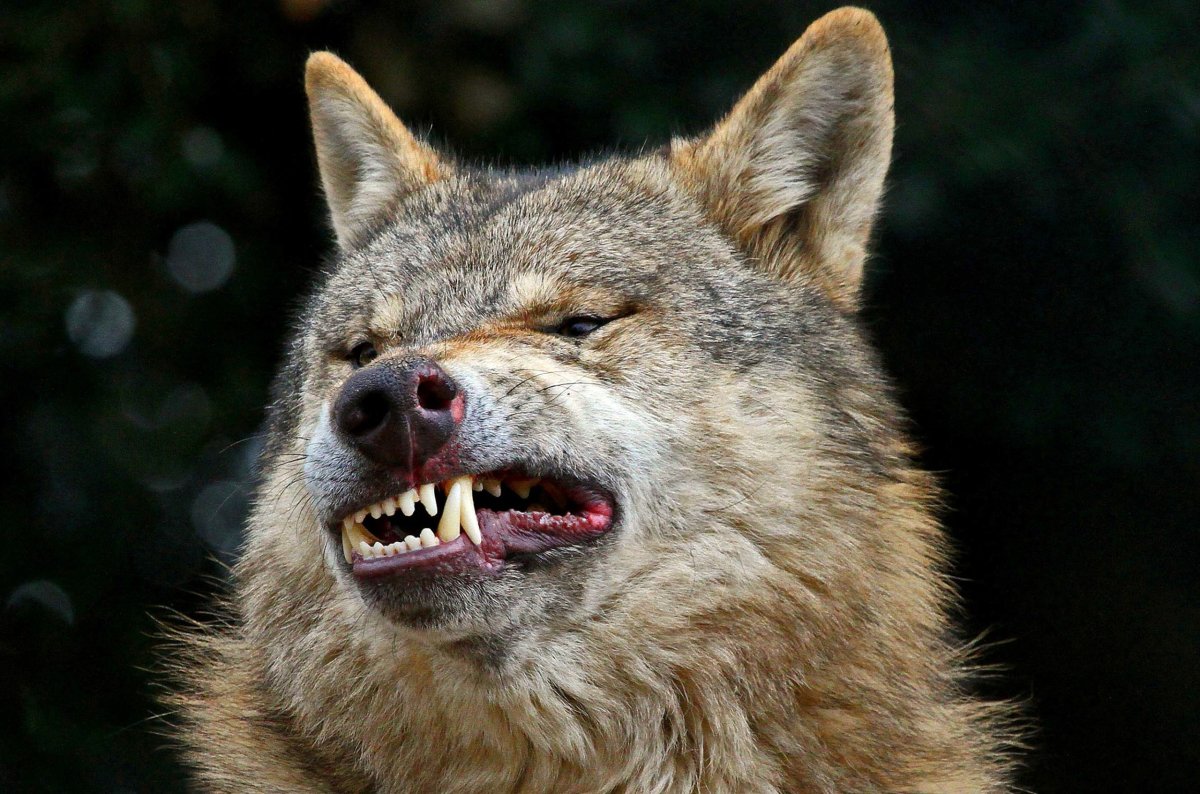 Полярный волк оскал