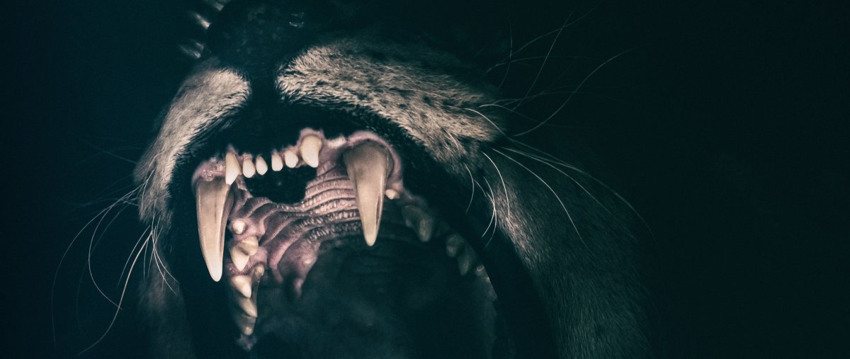 Обои на рабочий стол волк ауф