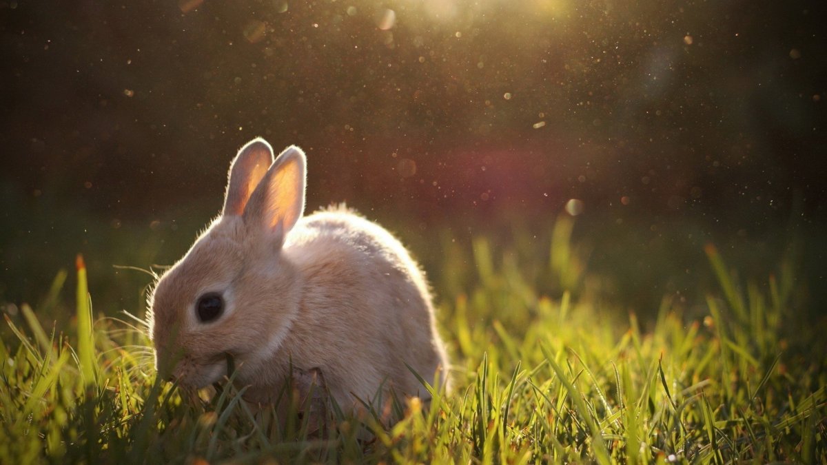 Белохвостый кролик