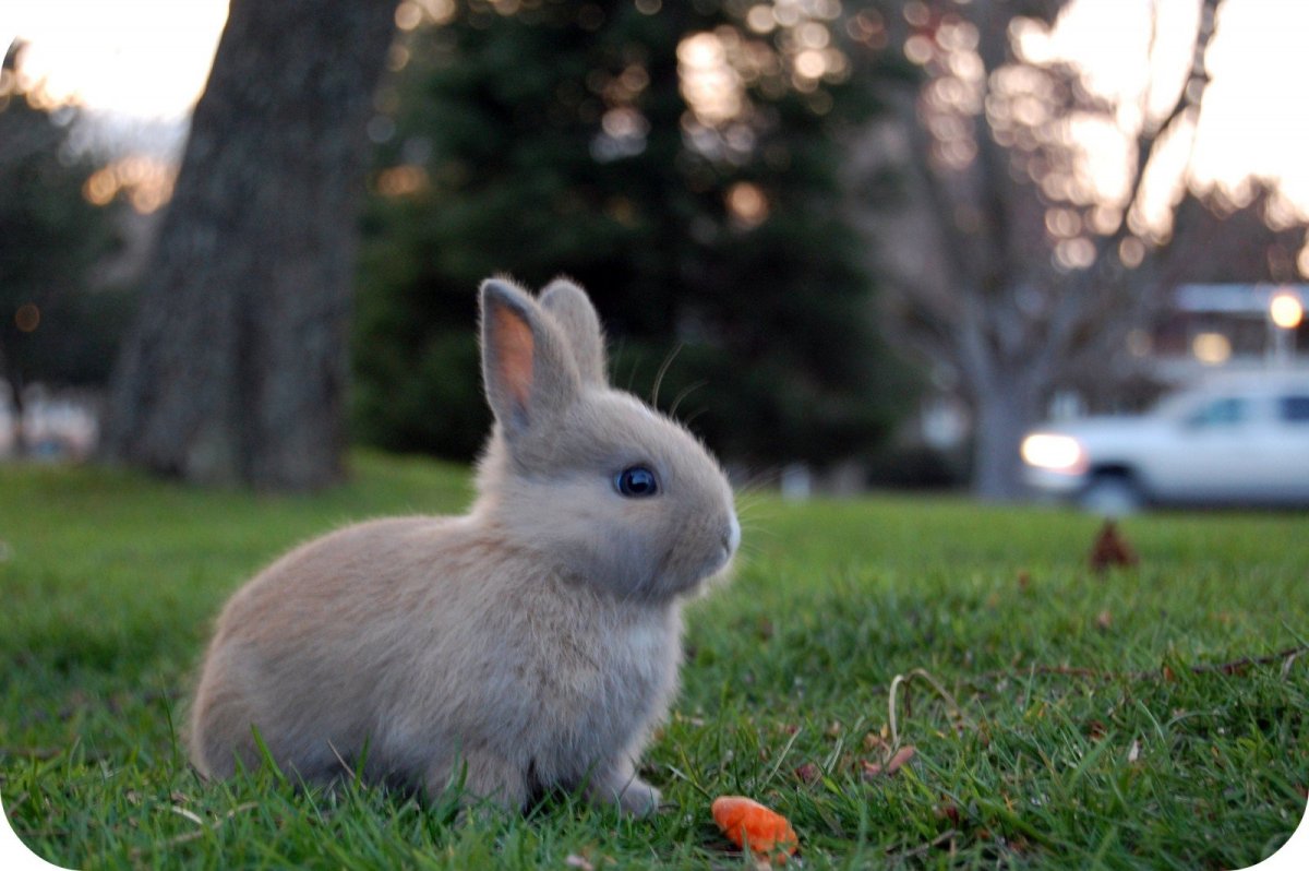 Милые зверьки