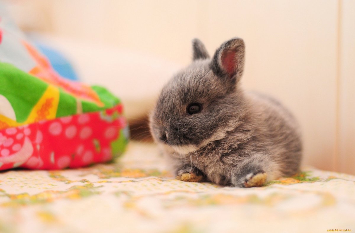 Маленькие кролики