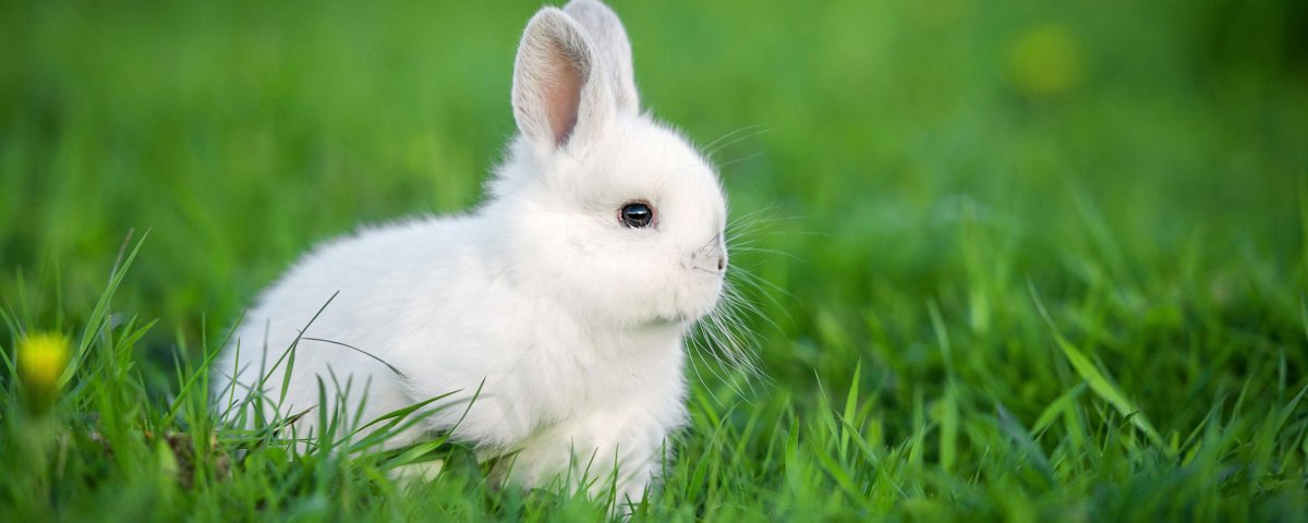 Зайчик живой