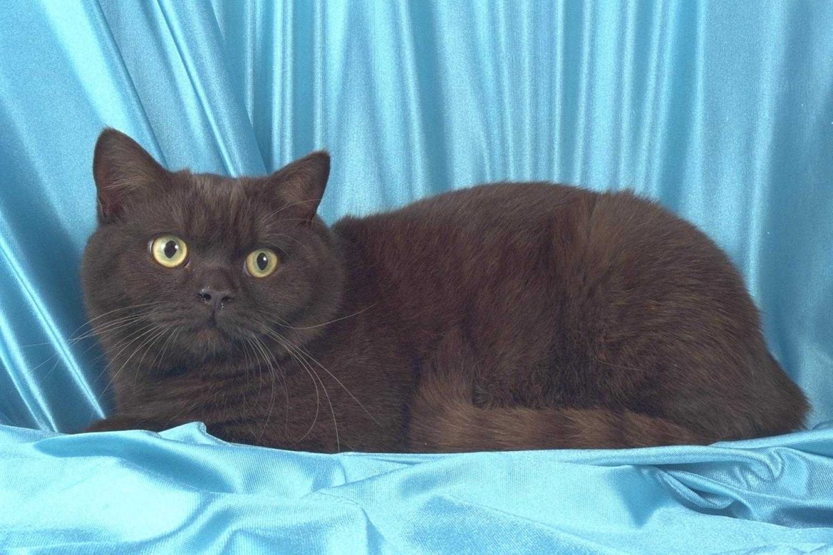 Кошка шоколадка