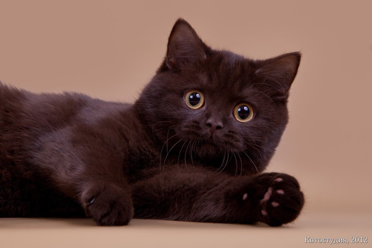 Бордовый британец