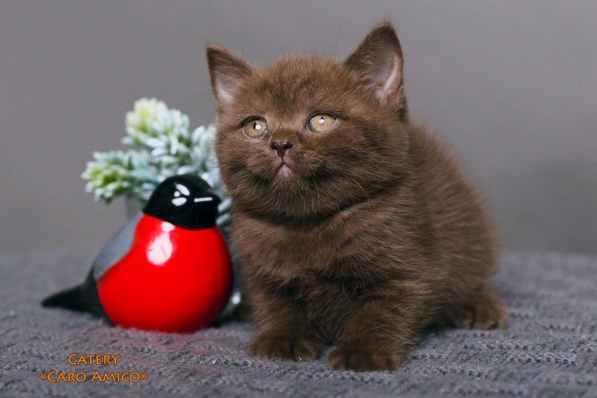 Британская короткошёрстная кошка шоколадная
