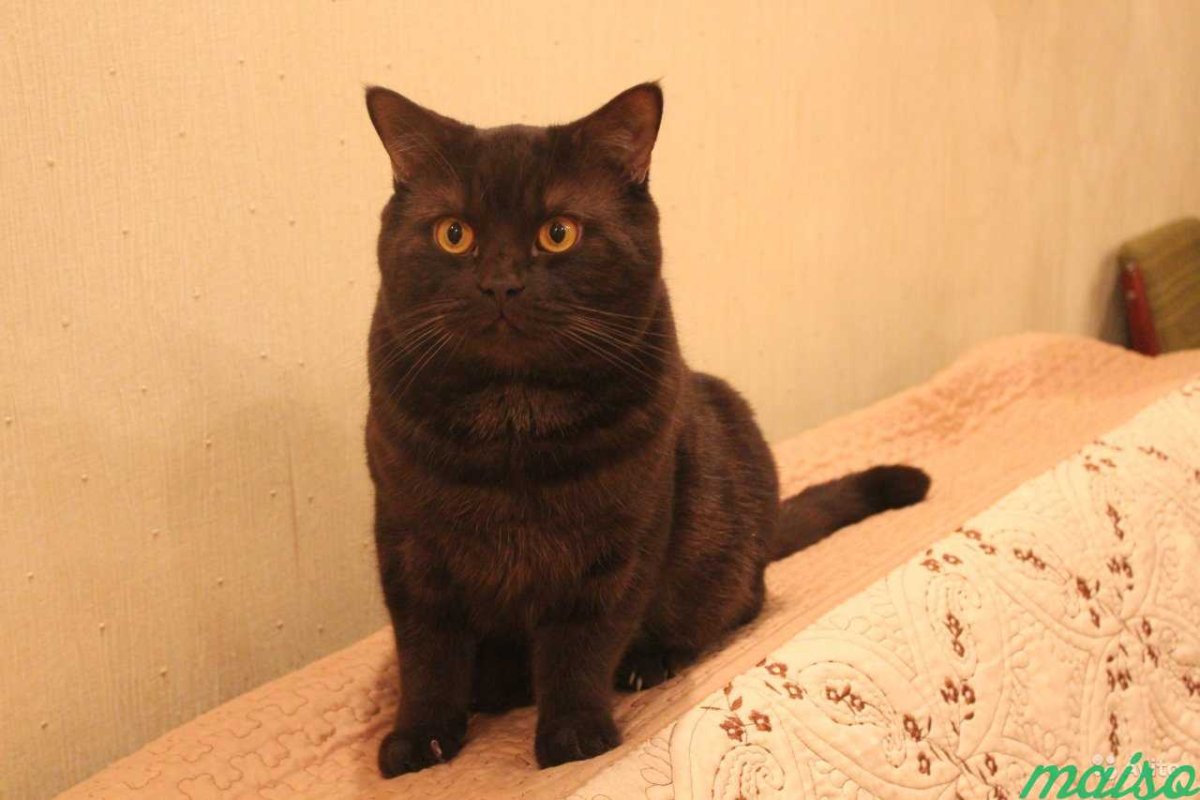 Скоттиш страйт циннамон