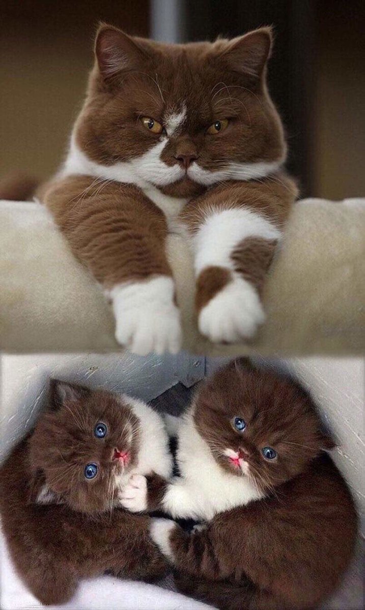 Европейская Бурма кошка