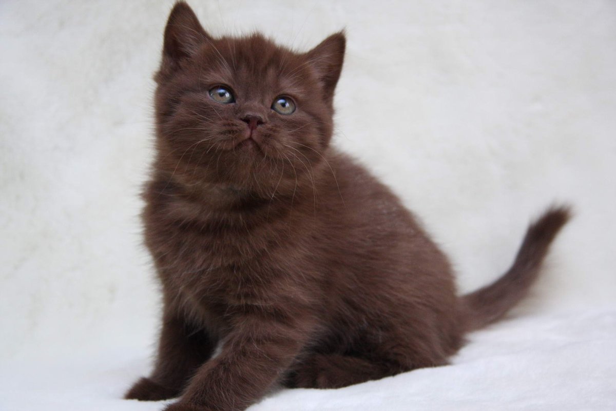 Йоркская Шотландская кошка