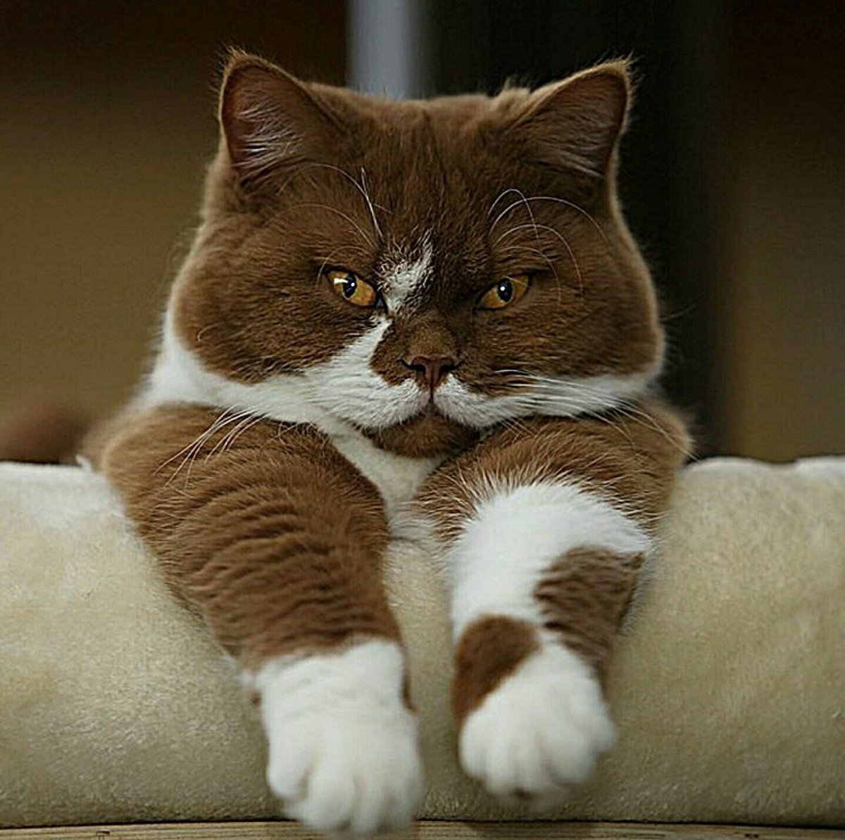 Шоколадный британец котенок