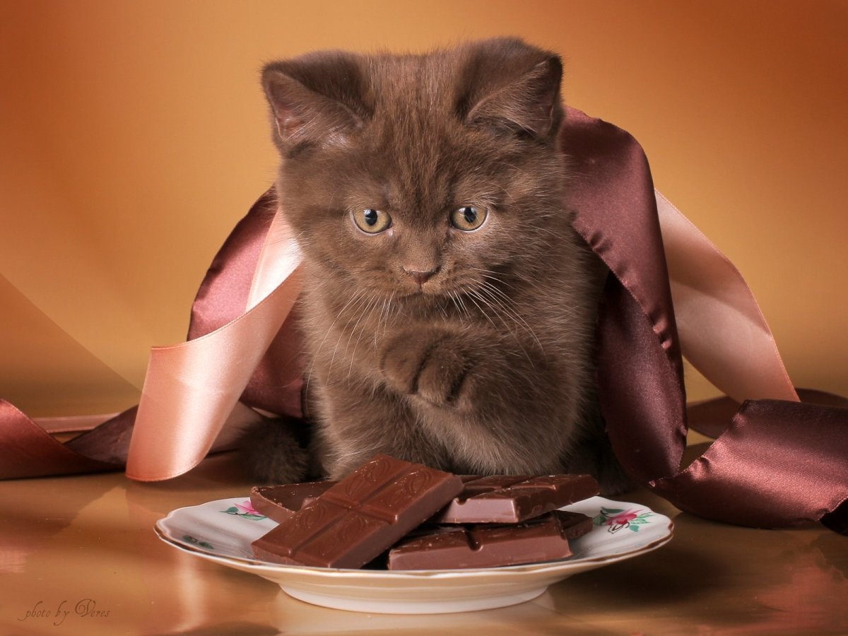 Шотландская шоколадная кошка