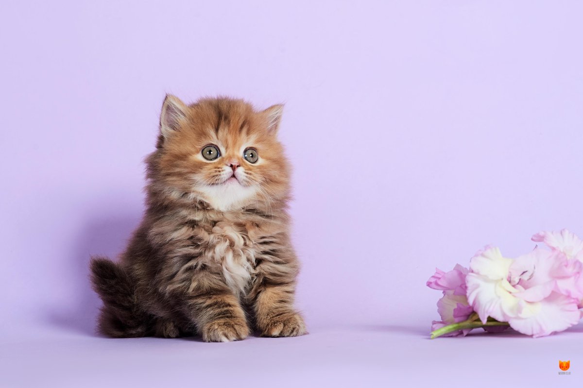 Шотландская кошка прямоухая длинношерстная