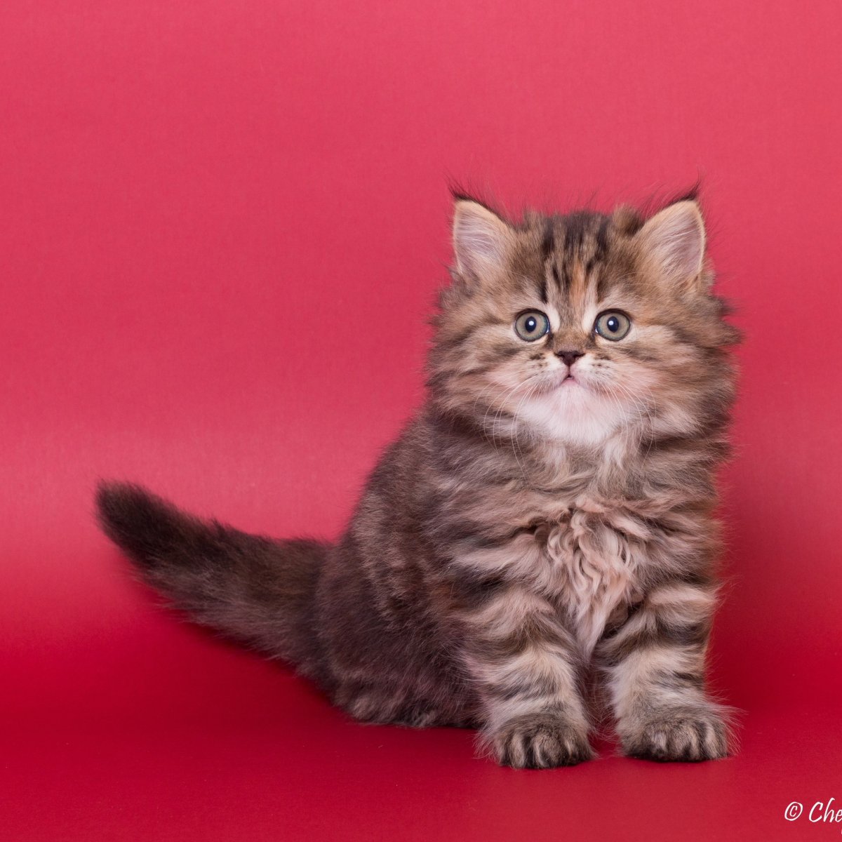 Скоттиш хайленд страйт