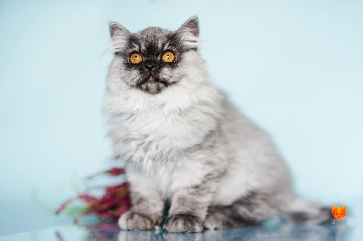 Хайленд-страйт длинношерстная прямоухая шиншилла