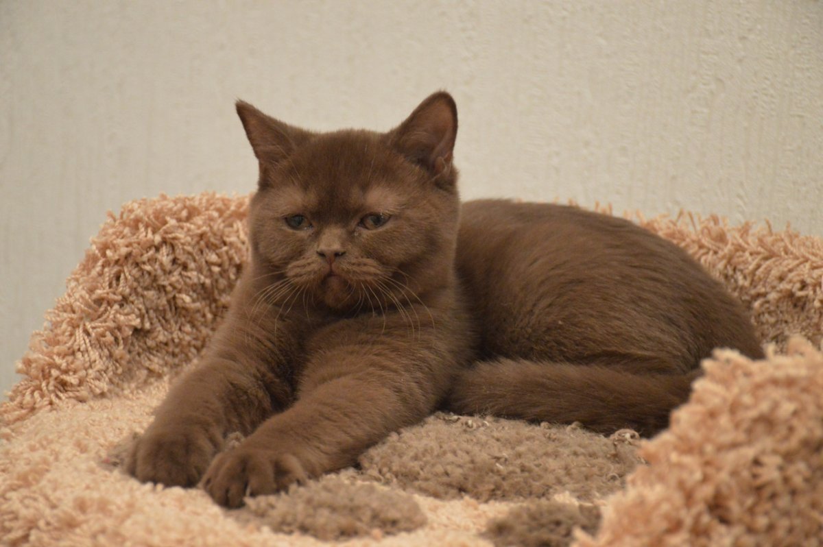 Шоколадный кот британец котенок